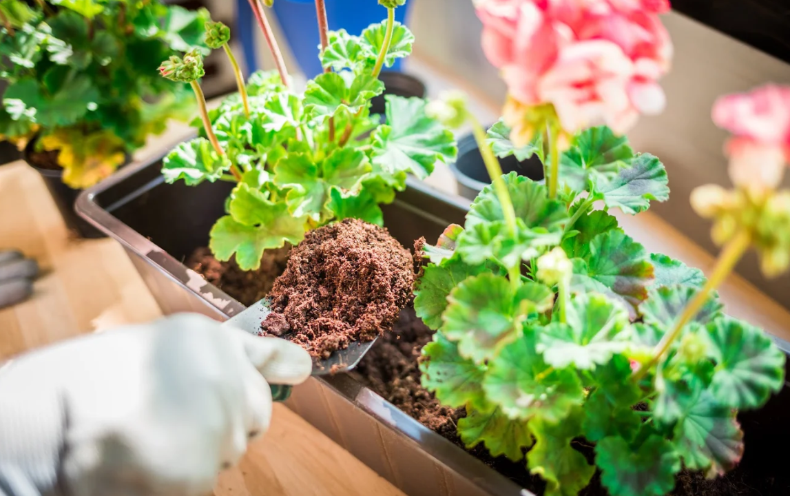 balcony container gardening