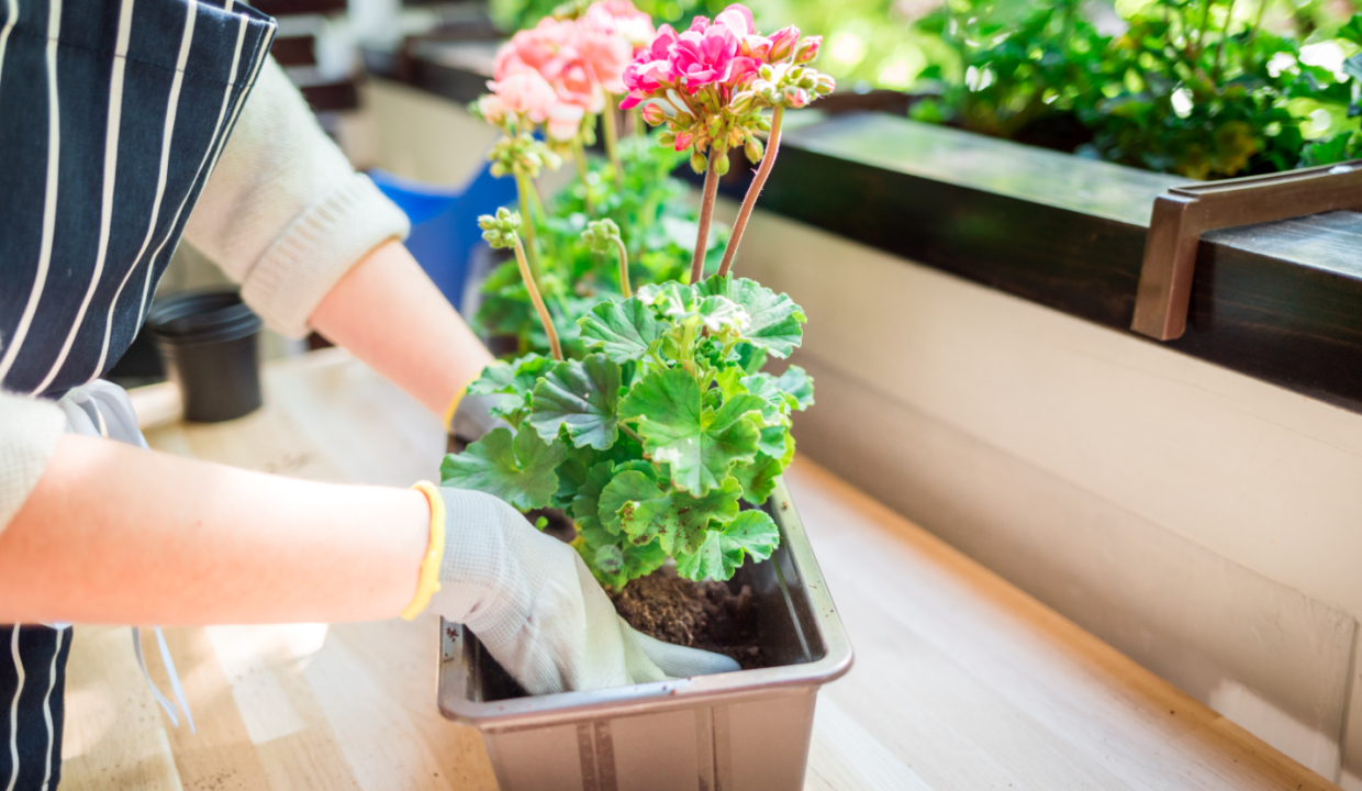 easiest plants to grow on your balcony