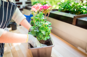 easiest plants to grow on your balcony