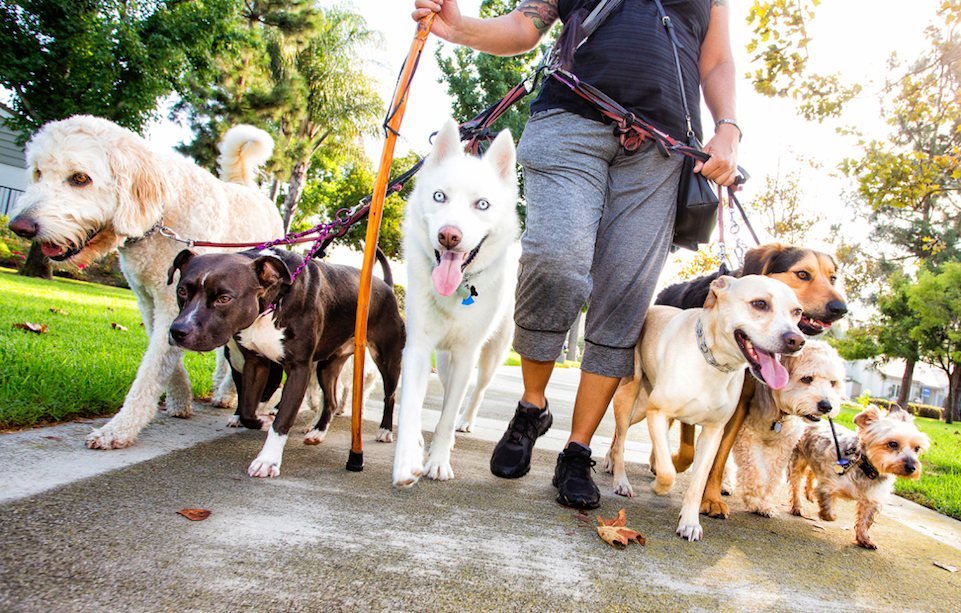 How to Choose a Dog Walker - Toronto Humane Society