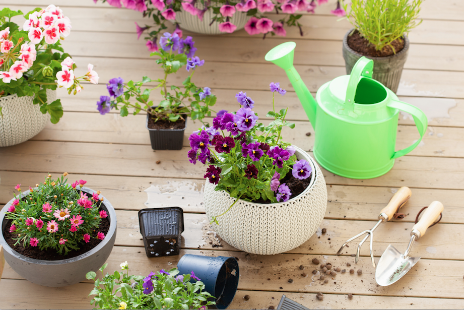 guide to container gardening